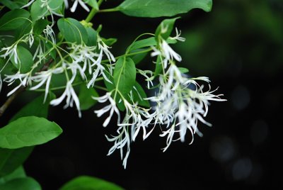Chionanthus virginicus - bělas viržinský - květ